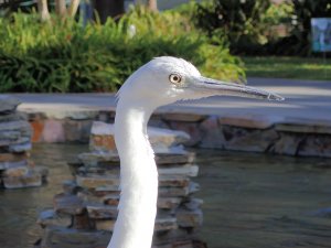 Little Blue Heron (Immature)