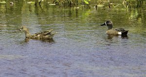 Blue-winged Teals (female, male)