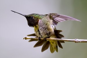 Hummingbird in Alabama