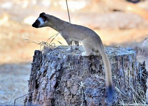 A Surprise Visitor – Long-tailed weasel