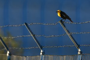Lifer nr 8 - Yellow-headed Blackbird
