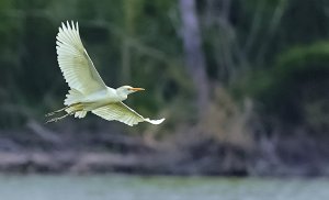 Cattle Egret