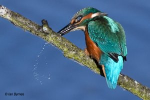 KINGFISHER