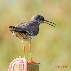 COMMON REDSHANK