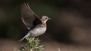 Black-eared Wheatear, Oenanthe hispanica