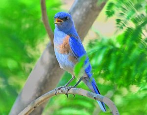 So Pretty — Western Bluebird
