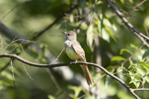 Great Crested Flycatcher