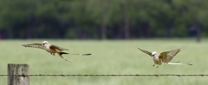 Scissor-tailed Flycatchers landing