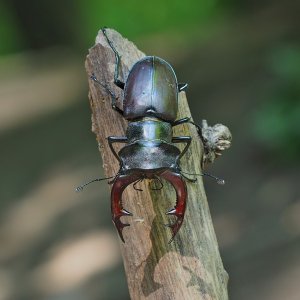 Male European Stag Beetle