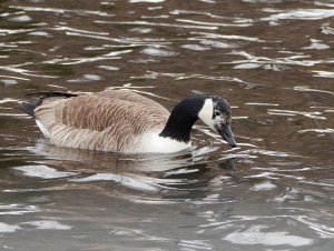 Canada goose