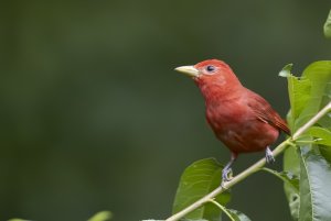Summer Tanager in Alabama