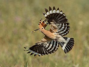 Hoopoe