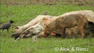 Group of Scavengers at Keoladeo : Amazing Wildlife of India by Renu Tewari and Alok Tewari