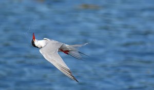 Backstroke....Common tern