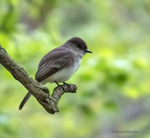 Eastern Phoebe