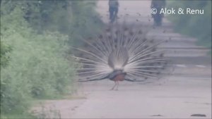 Indian Peacock ... in  different moods : by Renu Tewari and Alok Tewari