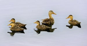 Mottled Duck Family