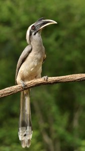 Indian Gray Hornbill