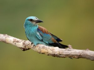 European Roller