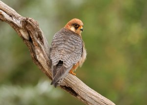 Female Red-footed Falcon