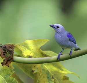 Blue-gray Tanager