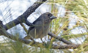 Gran Canaria Blue Chaffinch