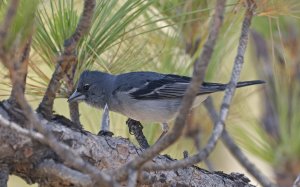 Gran Canaria Blue Chaffinch