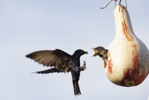 Purple Martin feeding