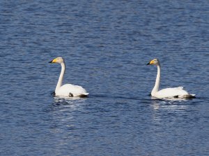 Whooper swans