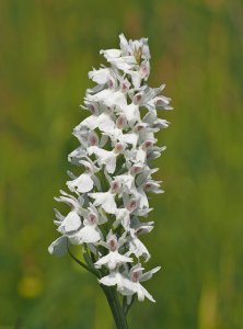 Heath Spotted-Orchid