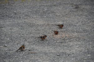 A quartet of chaffinches
