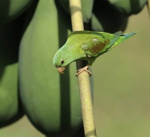 Orange-chinned Parakeet in a Papaya