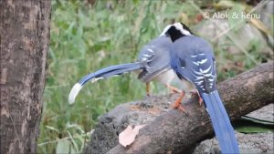Himalayas - 621 : Red-billed Blue Magpie : The Gang of Five