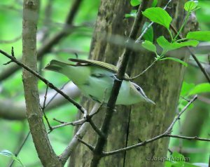 Red-eyed Vireo