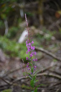 Purpleloosestrife