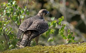 Juvenile Peregrine falcon....