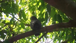 Common Hawk Cuckoo : song : Amazing Wildlife of India by Renu Tewari & Alok Tewari
