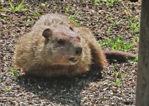 Groundhog (Marmota monax)