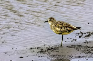 Black-bellied Plover