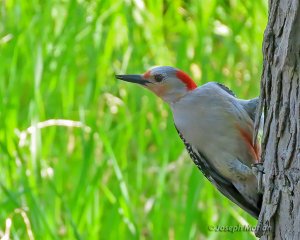 Red-bellied Woodpecker