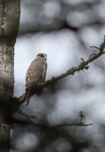 Peregrine falcon...juvenile