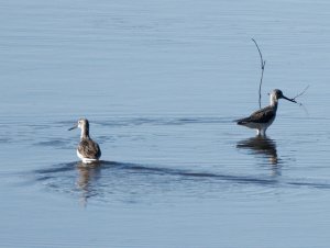 Common greenshanks