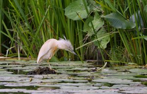 Squacco Heron