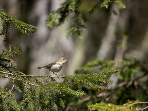 Willow warbler