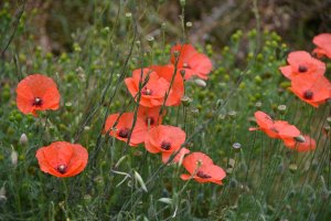 Field poppies