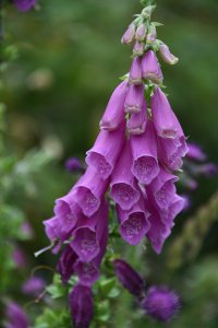 Foxglove