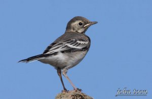 Pied wagtail