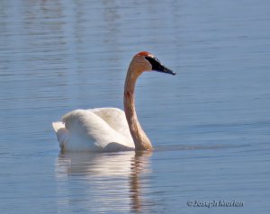 Trumpeter Swan