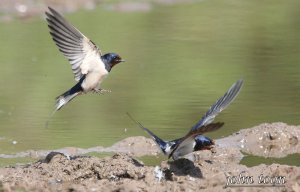 swallow, RE-TRY