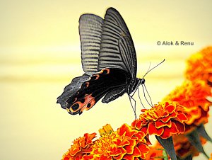 Butterfly - 215